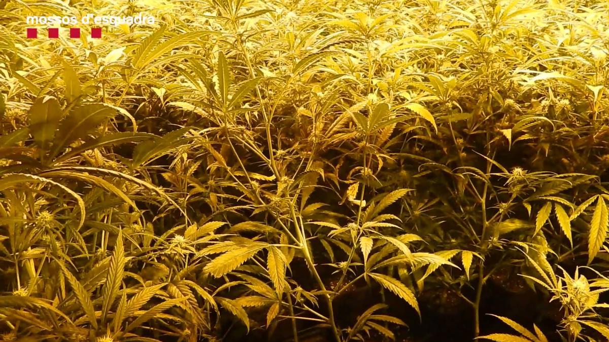 Plantación de marihuana intervenida por los Mossos