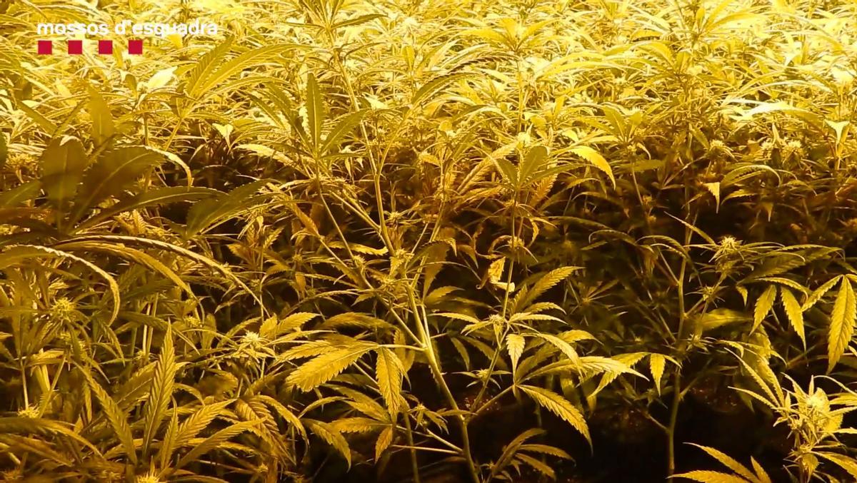 Plantación de marihuana intervenida por los Mossos