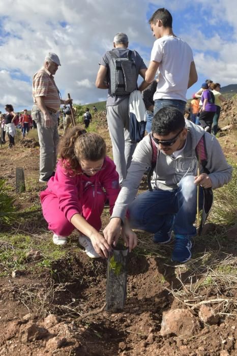 Celebración insular del día del árbol, en la ...