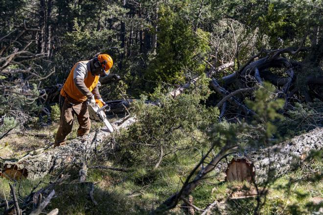 El plan forestal de Les Gavarres, en la Costa Brava, se convierte en modelo para frenar megaincendios en Catalunya