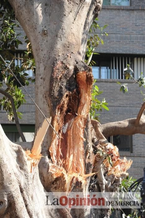 El día después de la caída de la rama del ficus de