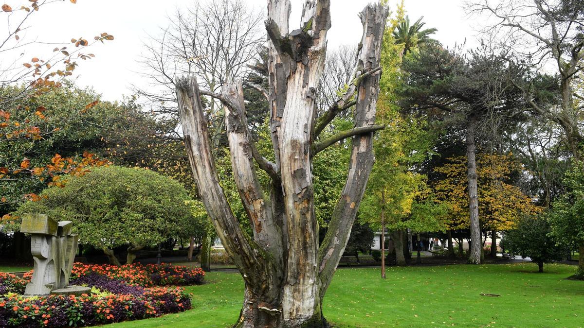 Tocón de arbol jardines de Méndez Núñez