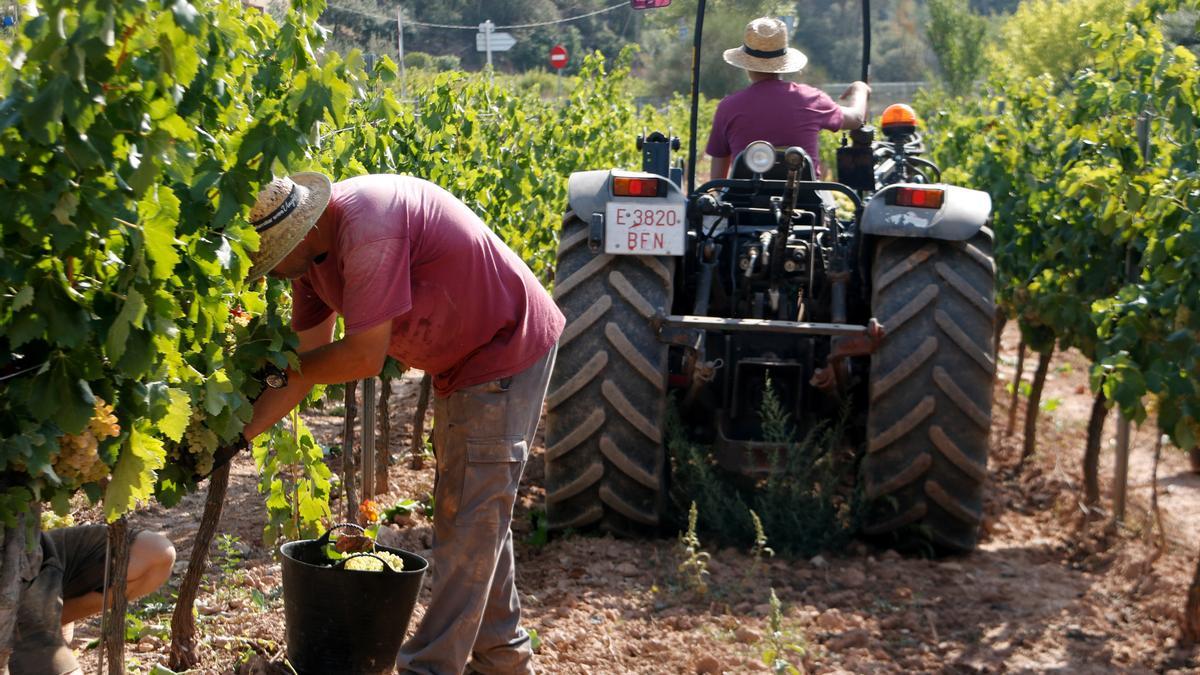 La recollida del raïm a les vinyes del celler Collbaix