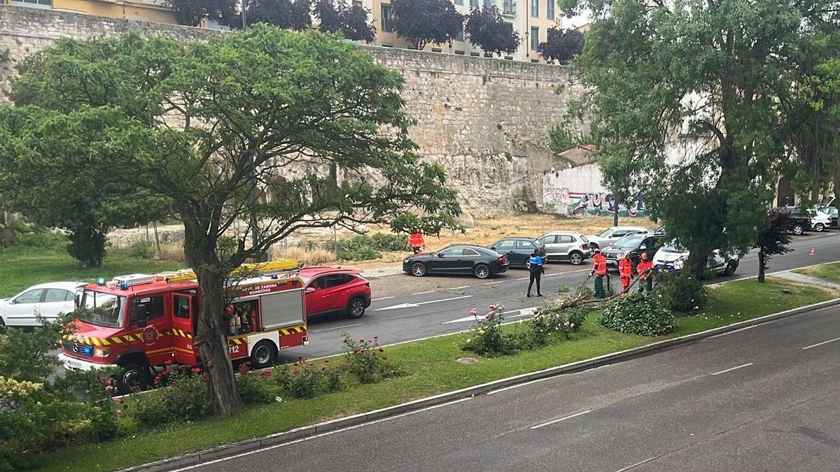 Los bomberos retiran las ramas caídas por la tormenta en la avenida de la Feria de Zamora