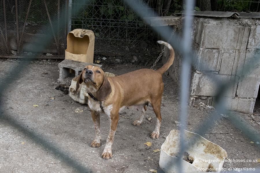 La asociación Promoviendo el Veganismo denuncia casos de maltrato a perros de caza en el Pirineo