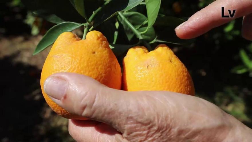 Recolección de naranjas y problema con el cotonet