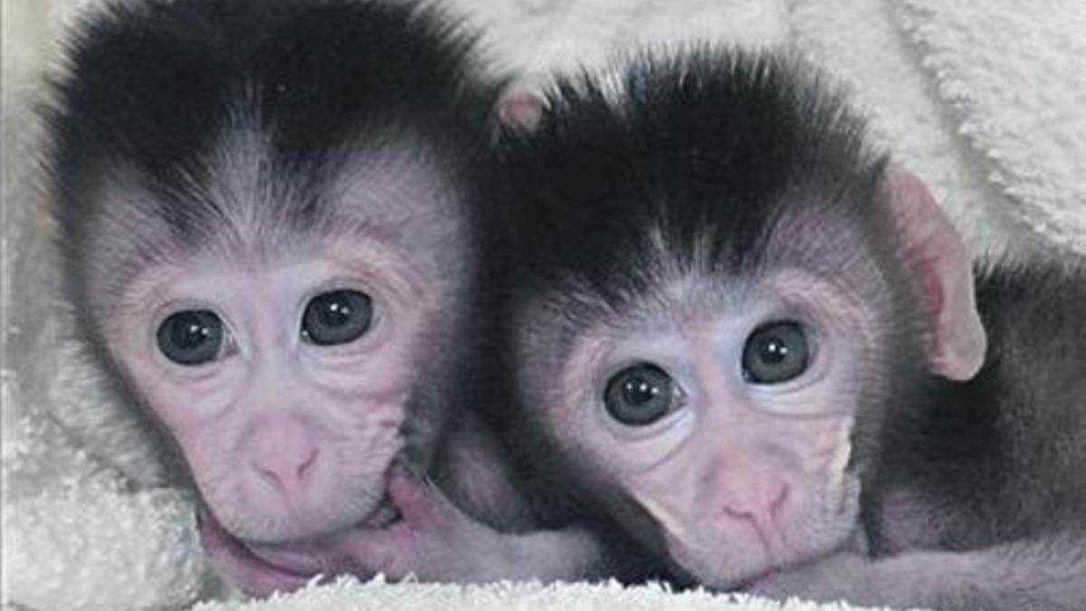 Los macacos Mingming and Ningning, nacidos en la Universidad de Nanjing.