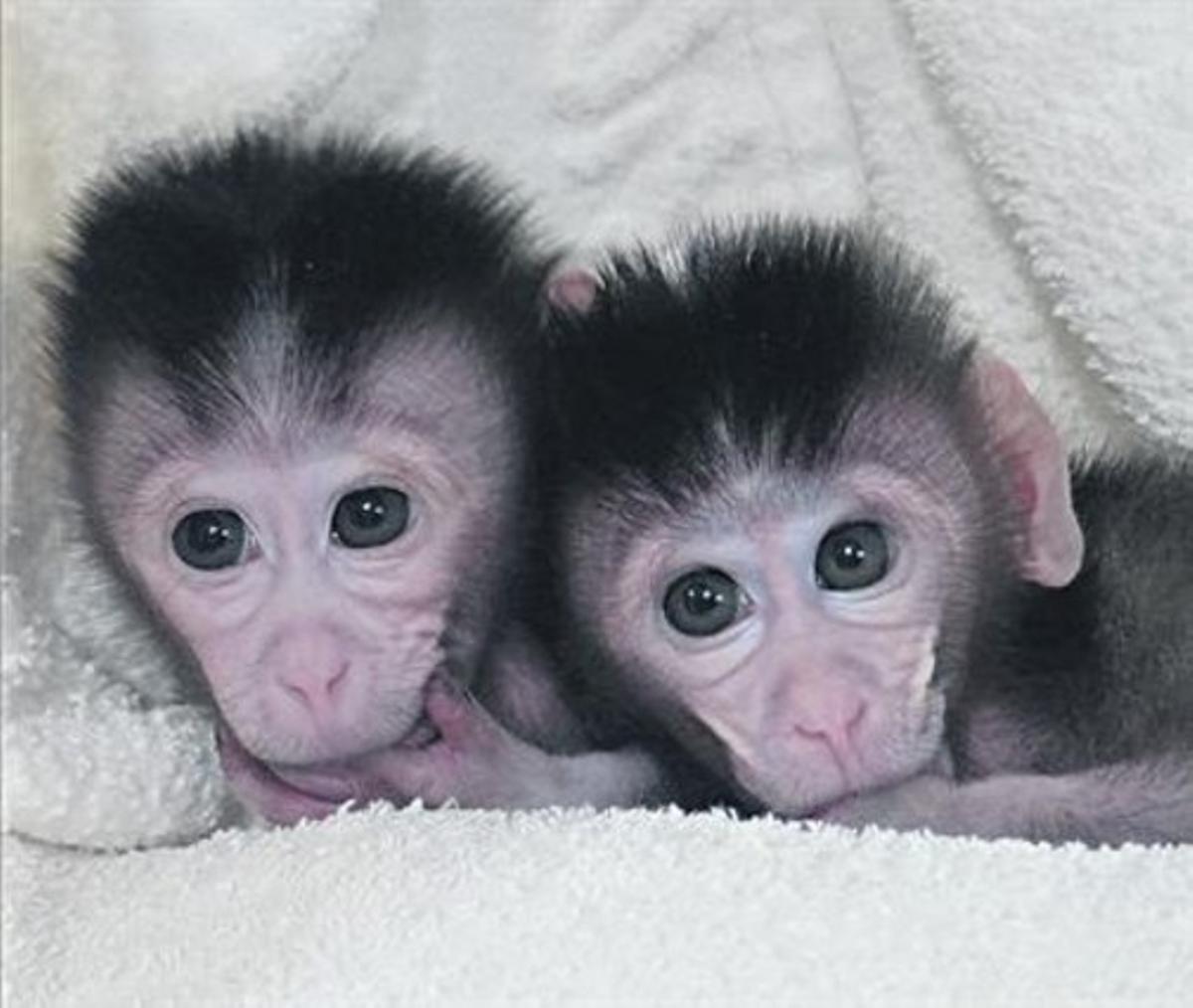 Modificats genèticament 8Els macacos Mingming i Ningning, nascuts a la Universitat de Nanjing.