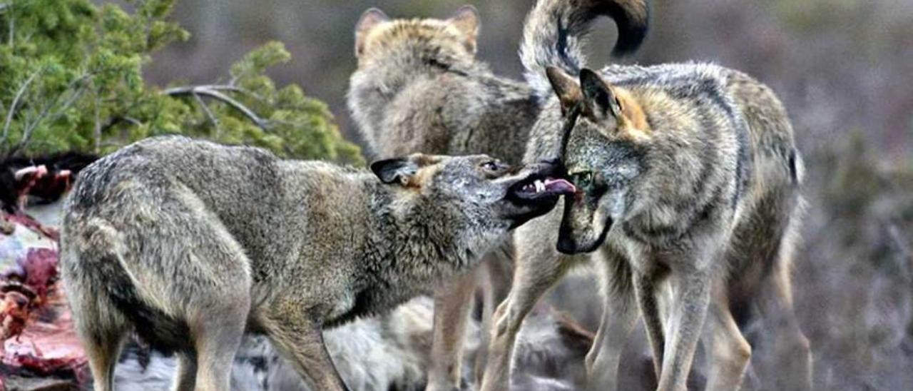 Lobos ibéricos alimentándose de carroña en la Sierra de la Culebra. // Andoni Canela