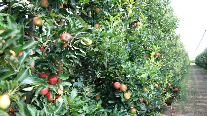 Poma de Girona preveu produir 89.000 tones de pomes i manté la renovació varietal dels últims anys
