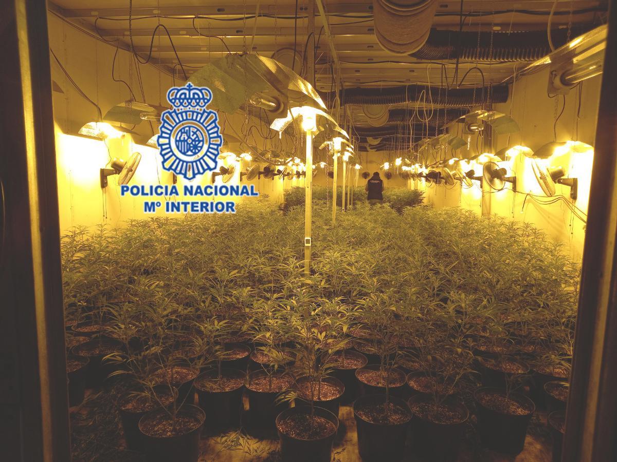 Una de las gigantescas plantaciones de marihuana en una nave de Tremañes.