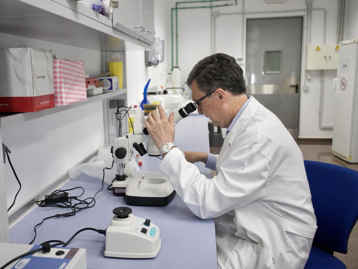 José Ballesta, tras las elecciones del 28M, mirando a través de un microscopio en la facultad de Medicina.