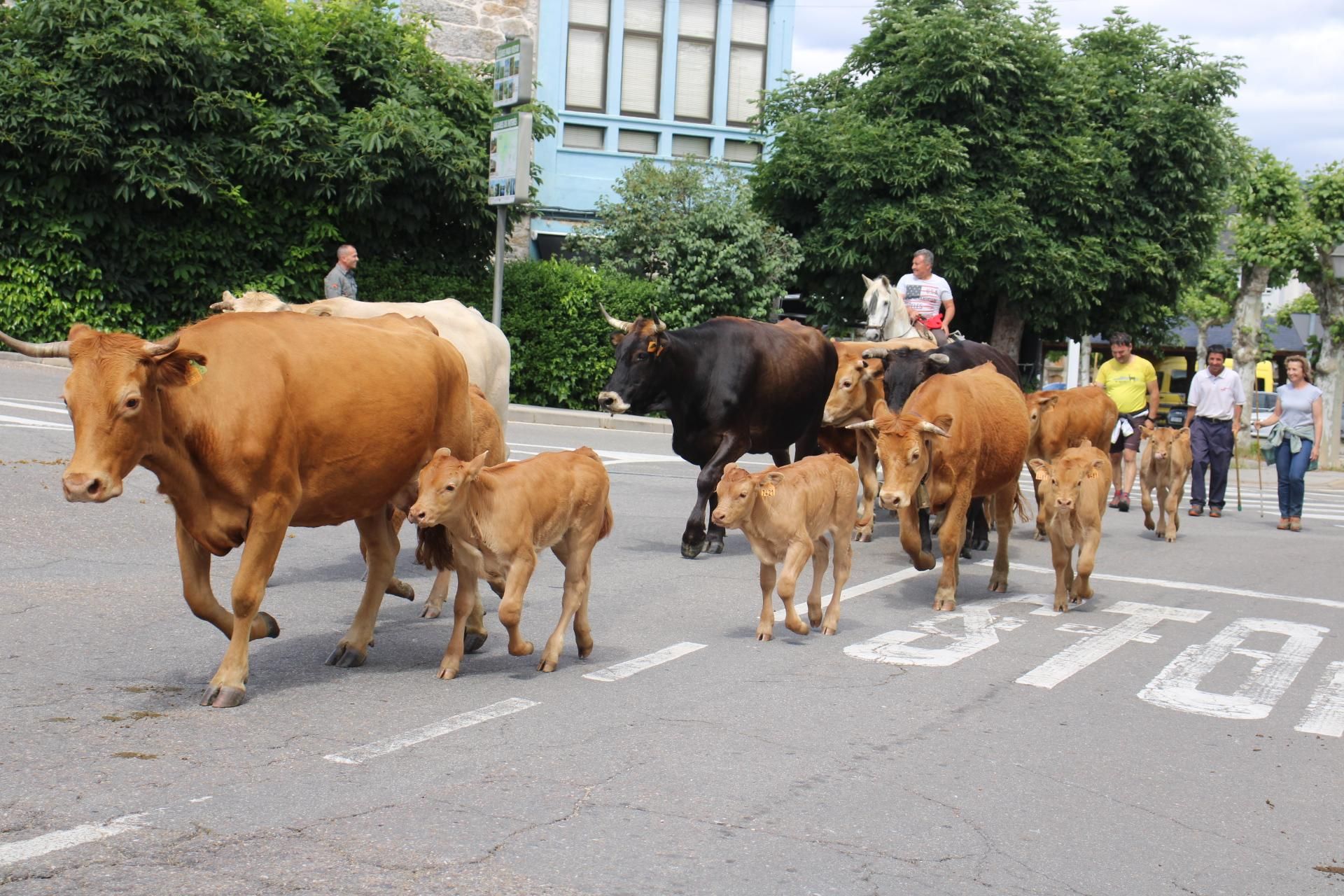 GALERÍA | Los ganados de la trashumancia pasan por Sanabria