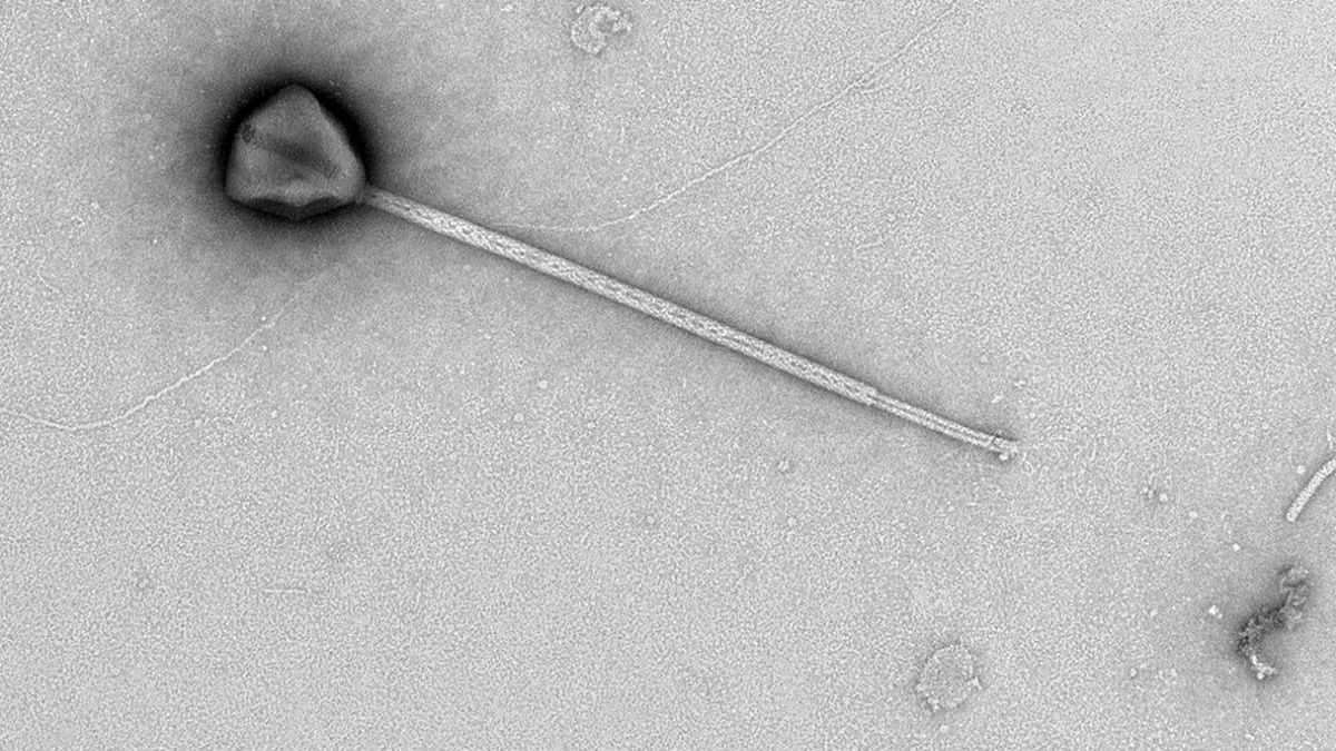 La enorme cola del nuevo virus.
