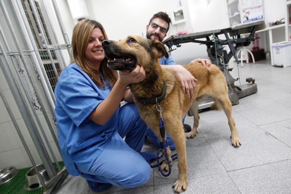 Visita al perro Nicolás en la clínica donde lo atienden de la brutal paliza