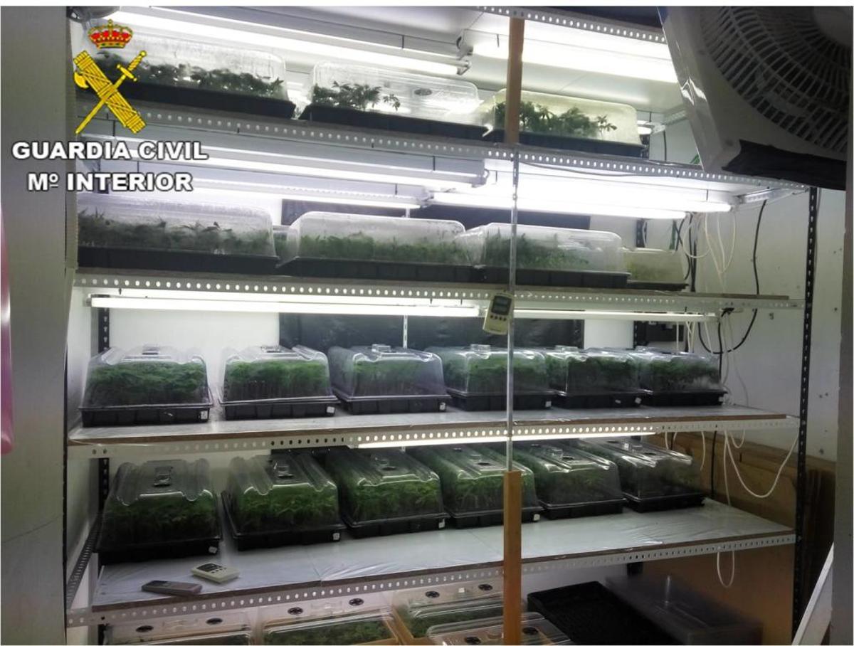 Cae en la Marina Alta una red de plantaciones de marihuana en el interior de viviendas