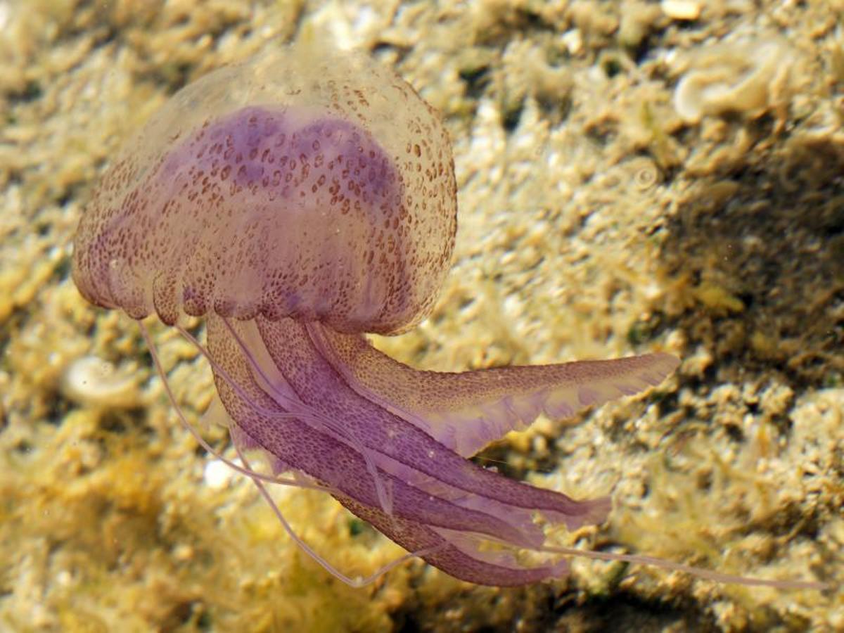 La Pelagia Noctiluca suele aparecer repentinamente en corrientes frías en el Mediterráneo