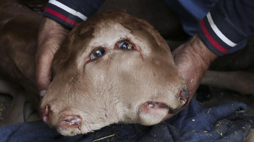 Insólito parto en una ganadería de Zamora: un ternero con dos cabezas que sobrevive más de dos días