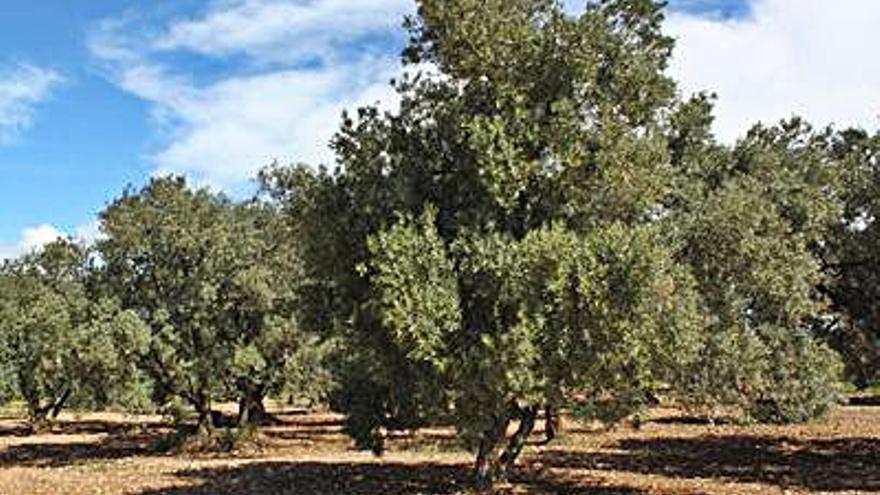 Un olivar en la comarca.