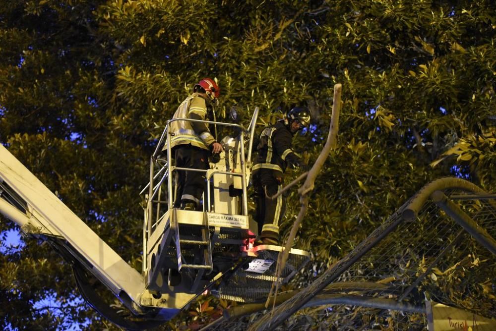 Se quiebra una rama del ficus de Santo Domingo