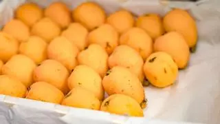 Dulce, ácido y anaranjado: así es el níspero que brilla cada primavera en Alicante