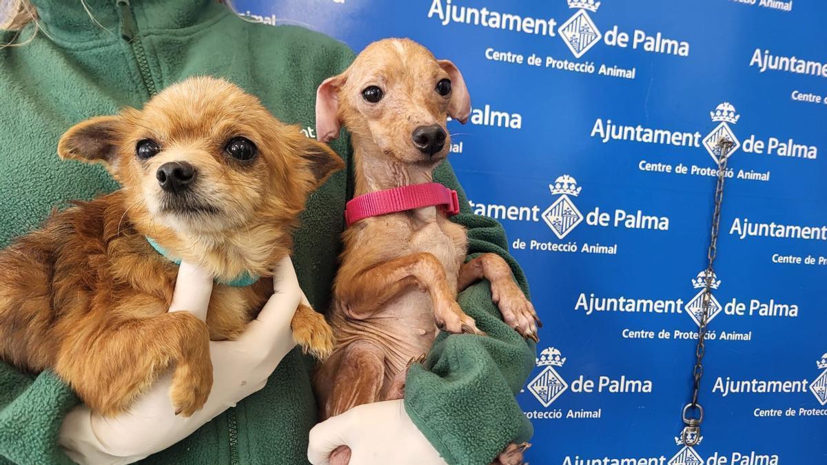 Son Reus ofrece en adopción 50 perros rescatados el mes pasado en una finca de Palma