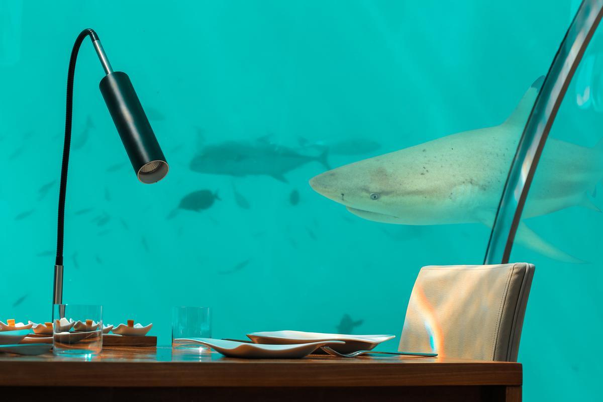 Cenar en un restaurante bajo el agua, rodeado de fauna marina, es posible en Maldivas