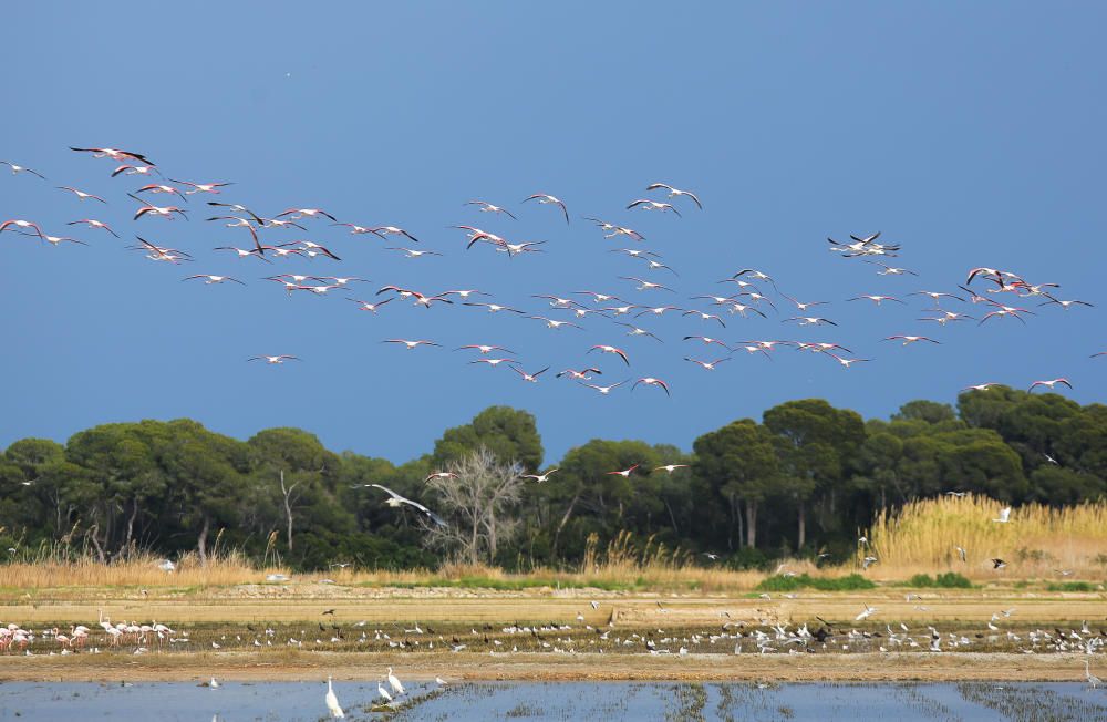 Los flamencos invaden l'Albufera