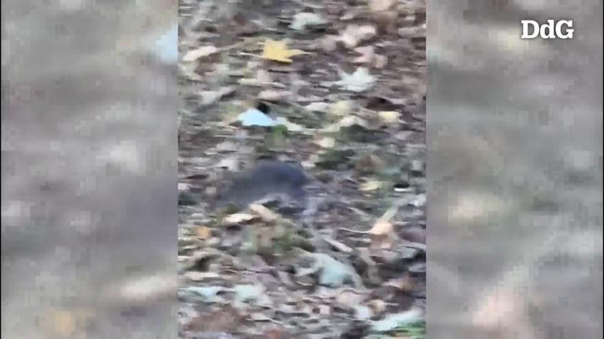 VÍDEO: Alerten de la presència de rates al barri del Pla de Palau-Sant Pau de Girona