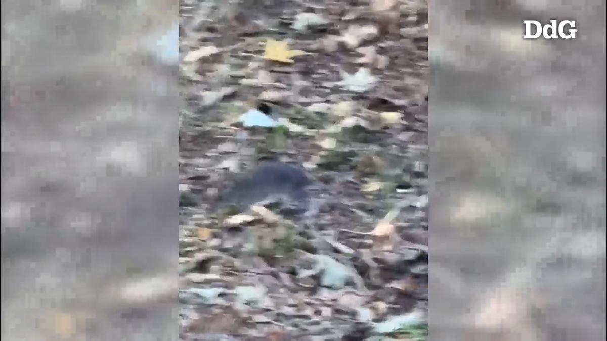 VÍDEO: Alerten de la presència de rates al barri del Pla de Palau-Sant Pau de Girona