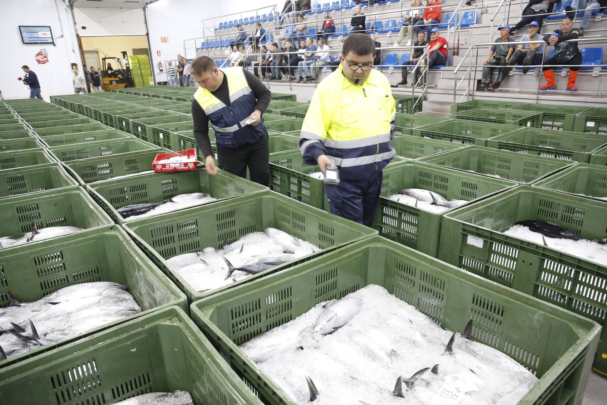 La primera descarga del bonito en la lonja de Gijón, en imágenes