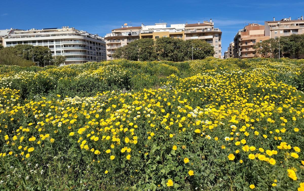 Terrenos de la zona verde y, al fondo, el casco urbano de Dénia