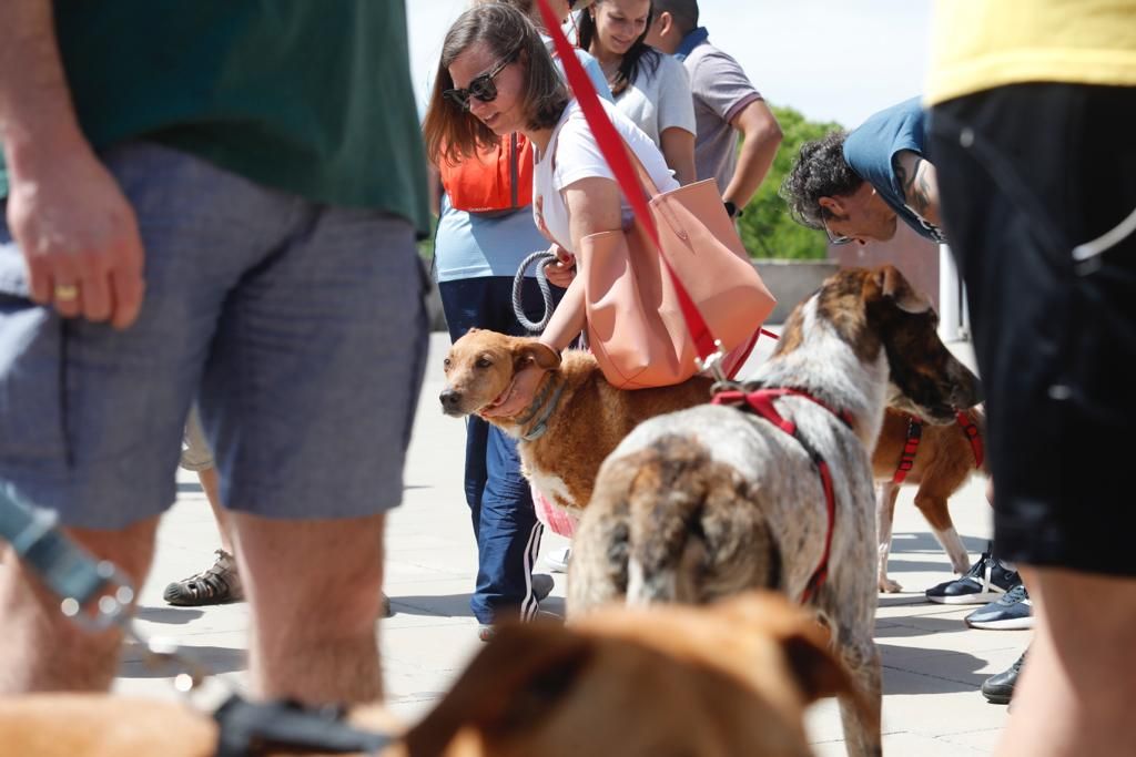 Pasarela de perros de adopción en Bioparc