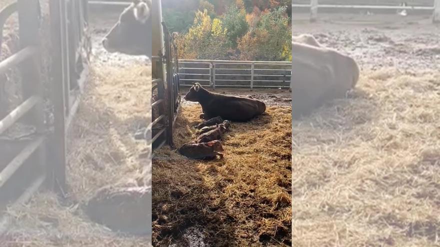 Una vaca da a luz a cuatro terneros en Jasa, Huesca