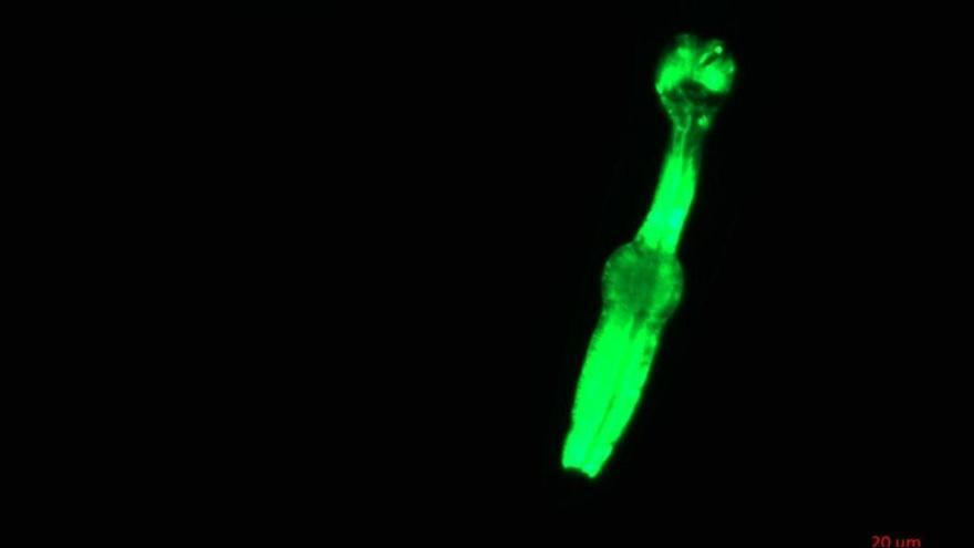 Reino Unido lanza una tripulación de "gusanos espaciales" al cosmos, en un experimento clave para la exploración lunar