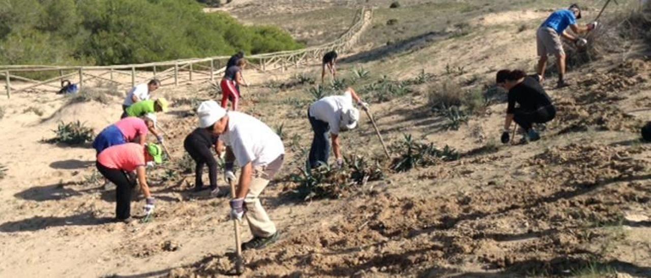 Pico y pala contra las invasoras en las dunas del Pinet