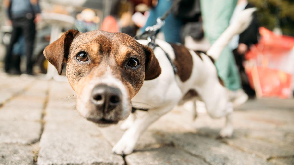 Un perro de paseo