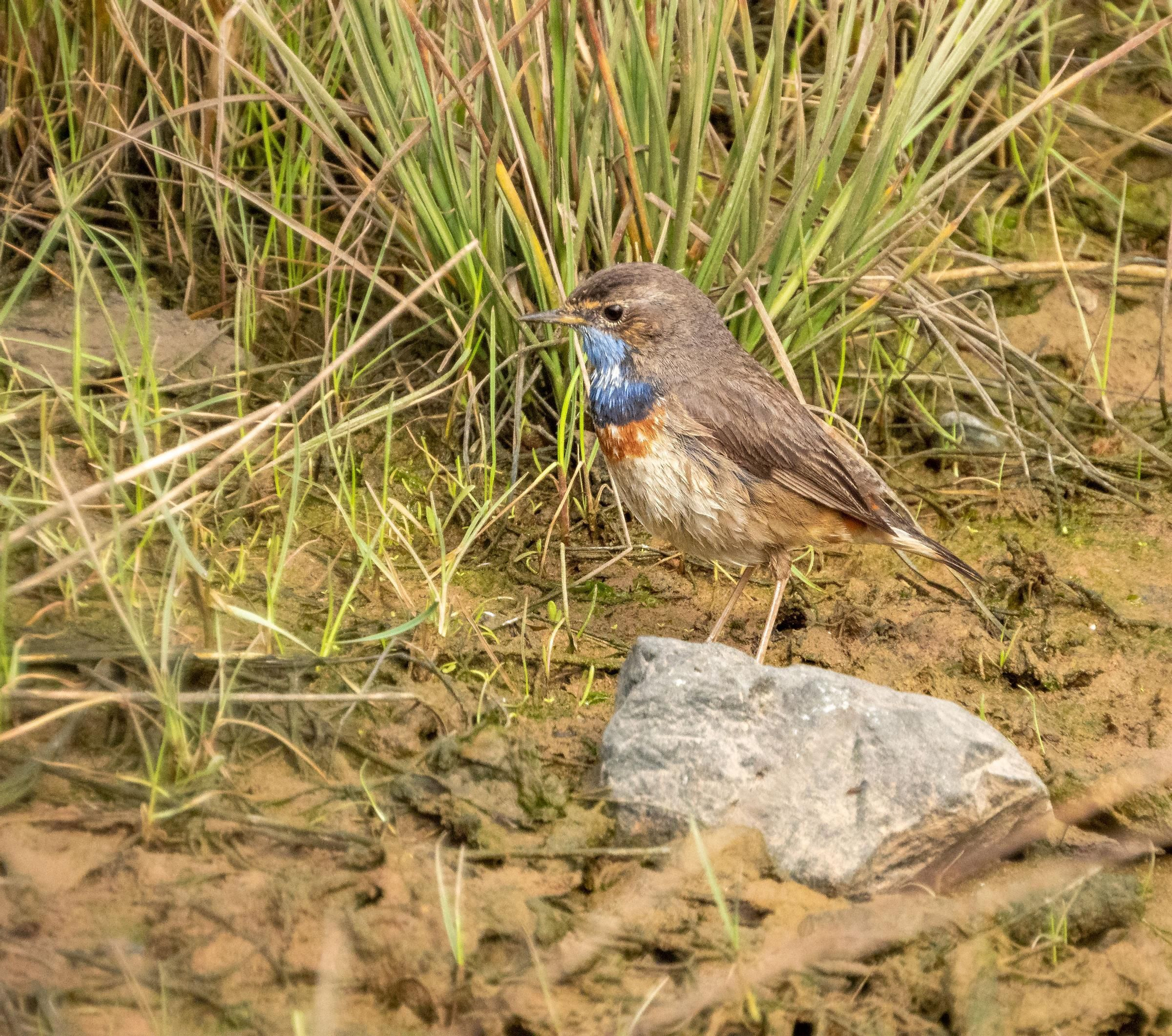 La ría, un espacio único en el que observar más de 300 especies de aves