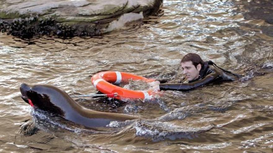 Un hombre es «rescatado» en un simulacro por un león marino de l'Oceanogràfic.