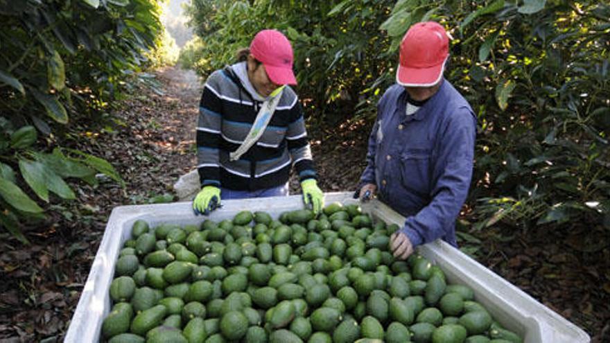 Campo de aguacates en la Axarquía de Málaga