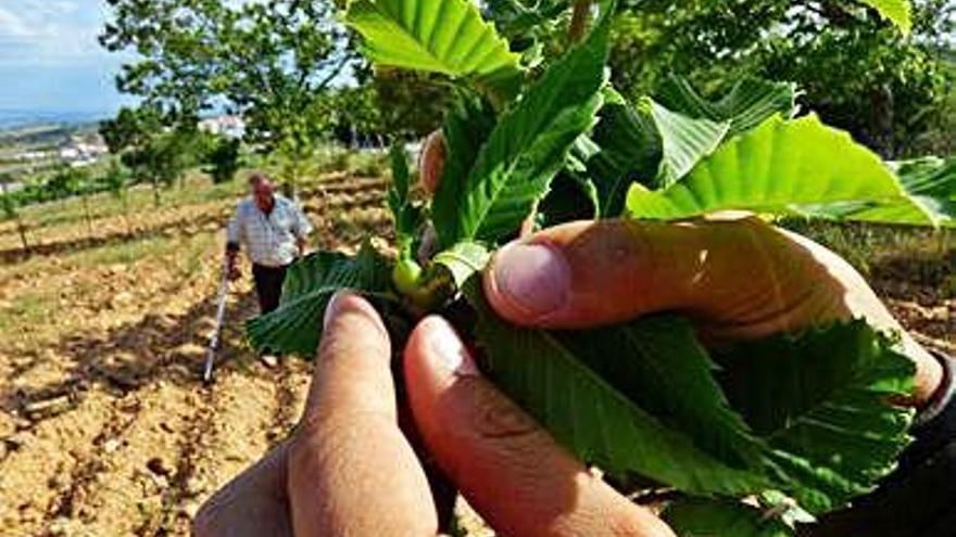 Plantación alistana afectada por la avispilla del castaño.