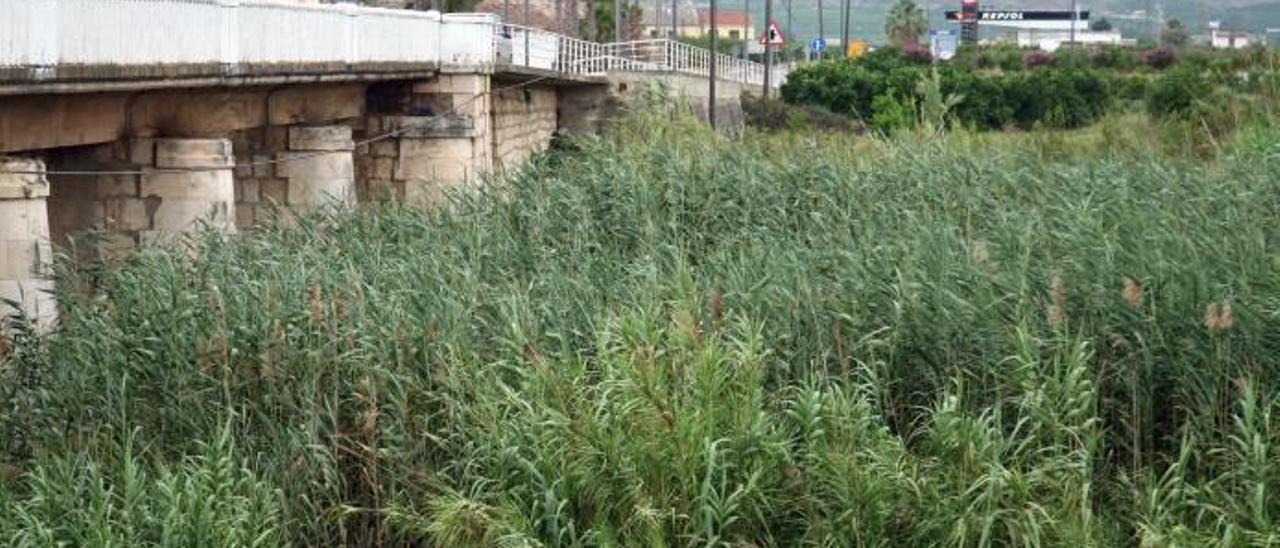 La vegetación ciega el cauce del río Sellent en Càrcer