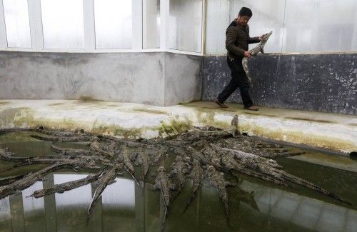 Un empleado se prepara para soltar un caiman en una piscina tras un examen físico