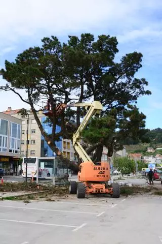 El tratamiento para intentar salvar al «pino de Massó», un emblema del centro de Bueu