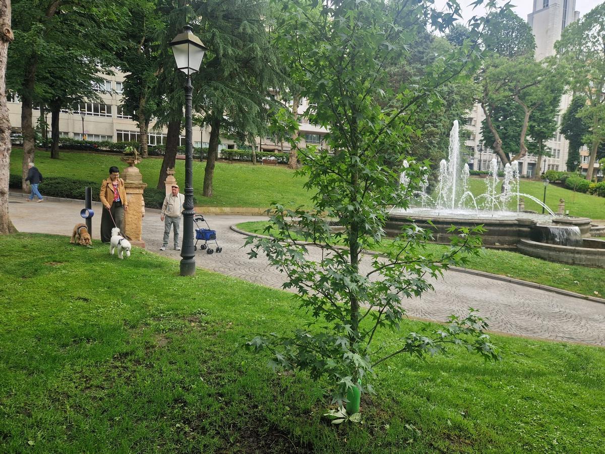 Usuarios pasando junto a un liquidámbar plantado cerca de la Fuentona.
