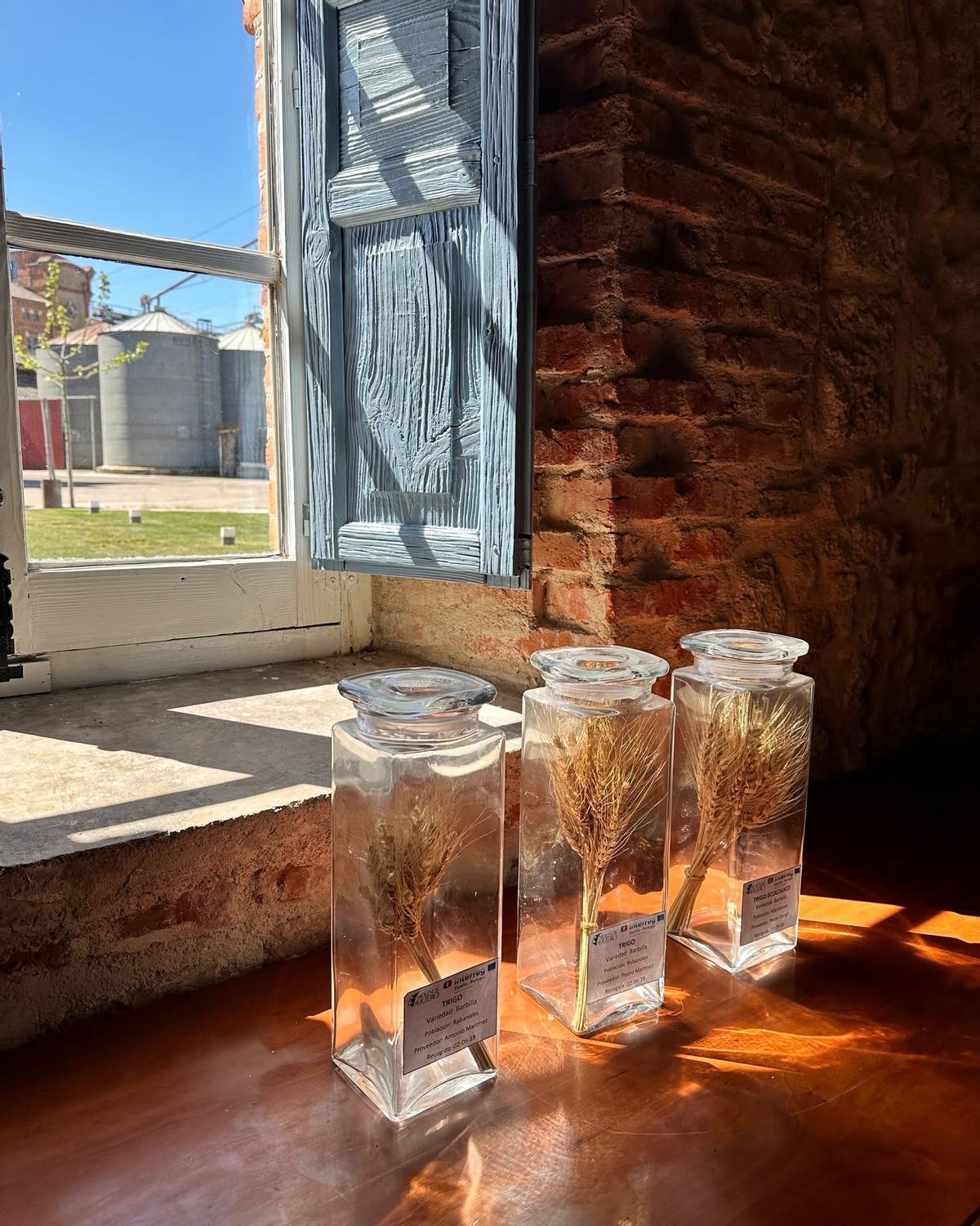 Muestras de trigo barbilla.