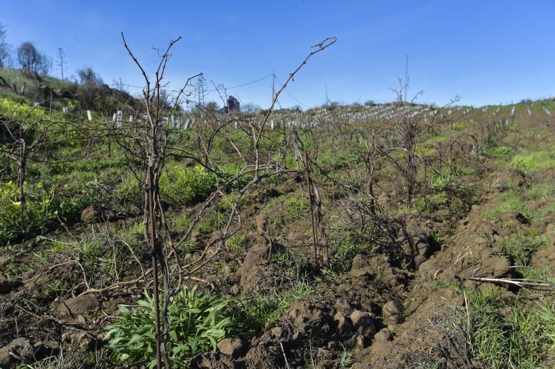 Nuevas fincas de vides en Tejeda