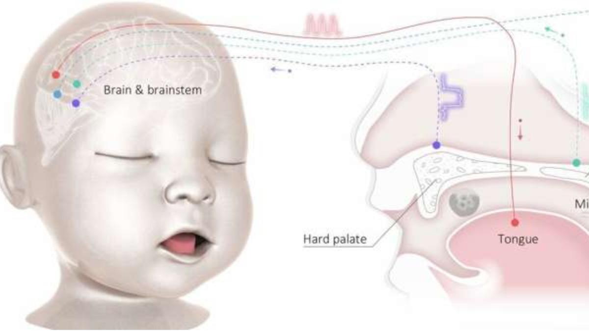 Imitación de la fisiología infantil, la actuación y la percepción.