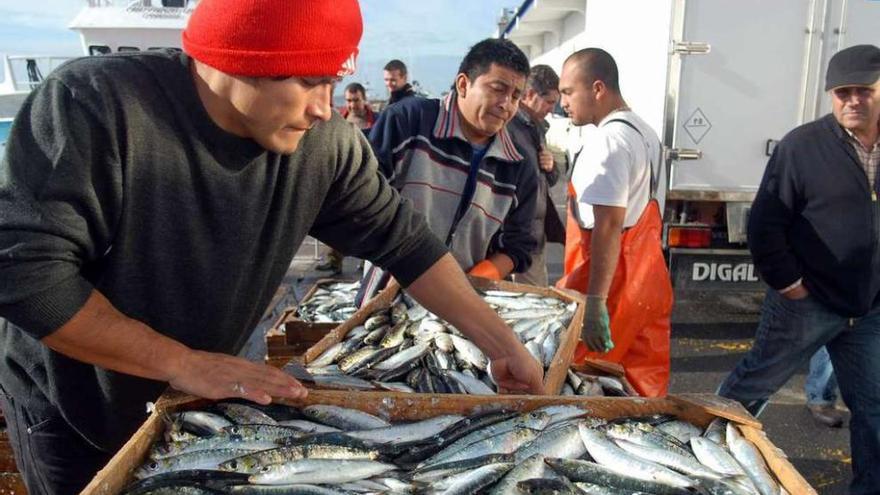 Descarga de sardinas en el puerto de Cambados.