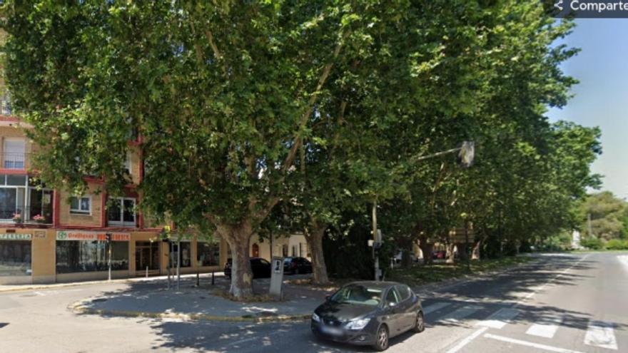 La movilización ciudadana no logra frenar la tala de árboles centenarios en la reforma de la N-332 de Sueca